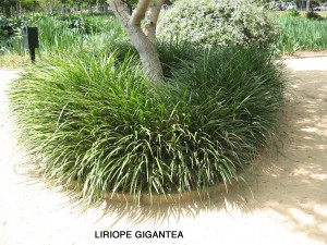 Liriope gigantea 1